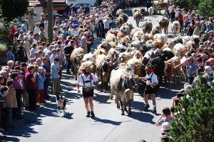 gekränzte Kühe kehren von der Alm ins Tal - das ist ein Fest